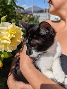 Кошеня Морсик