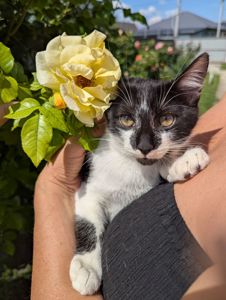 Кошеня Морсик