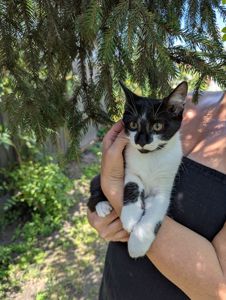 Кошеня Морсик