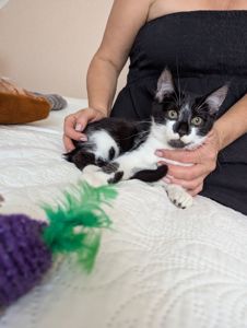 Кошеня Морсик