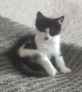 Кошеня Асті шукає родину