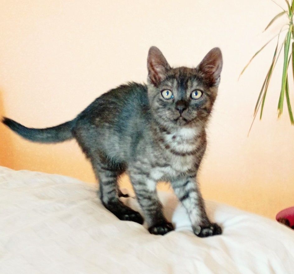 Кошеня Ожинка шукає родину