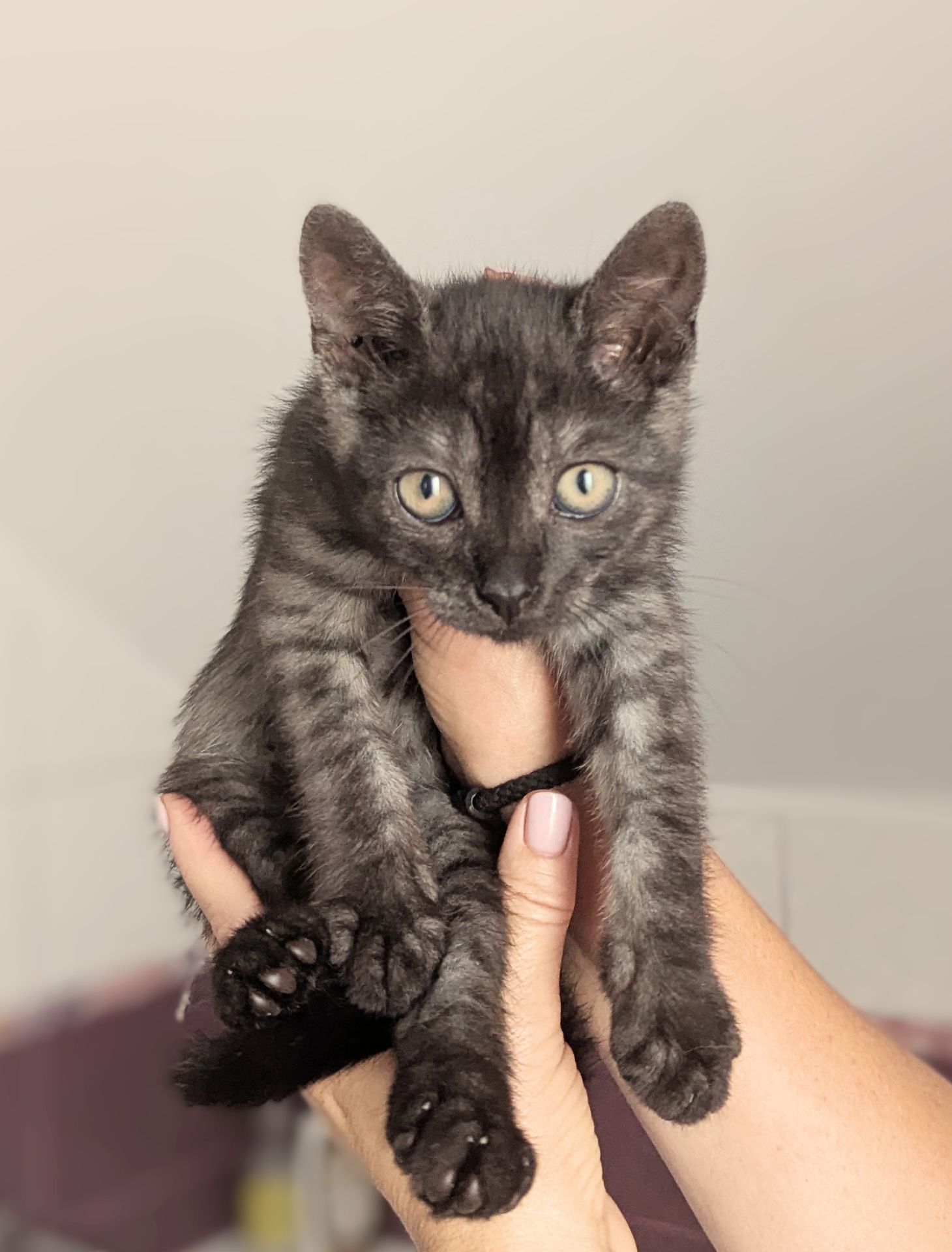 Кошеня Ожинка шукає родину