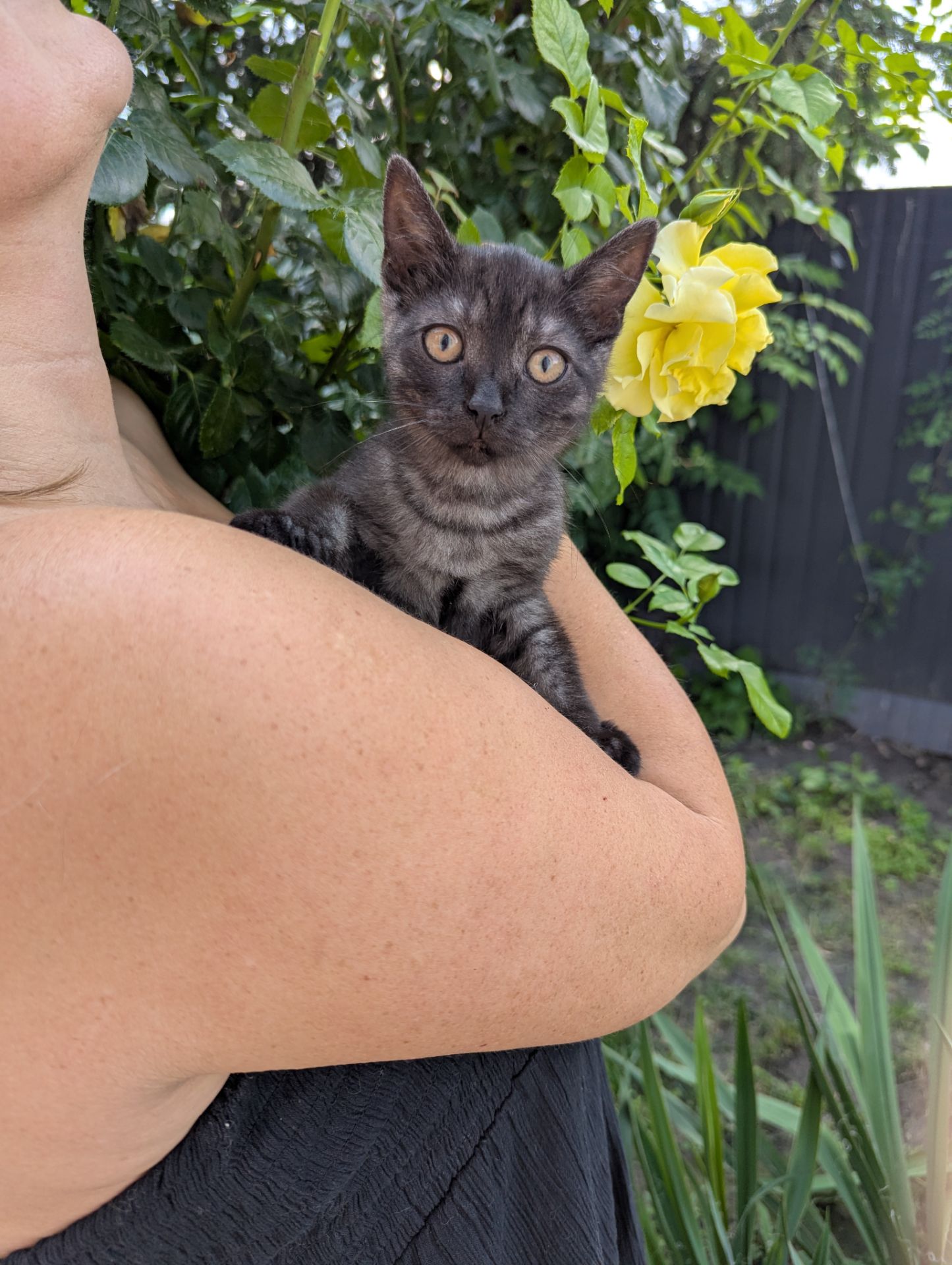 Кошеня Ожинка шукає родину