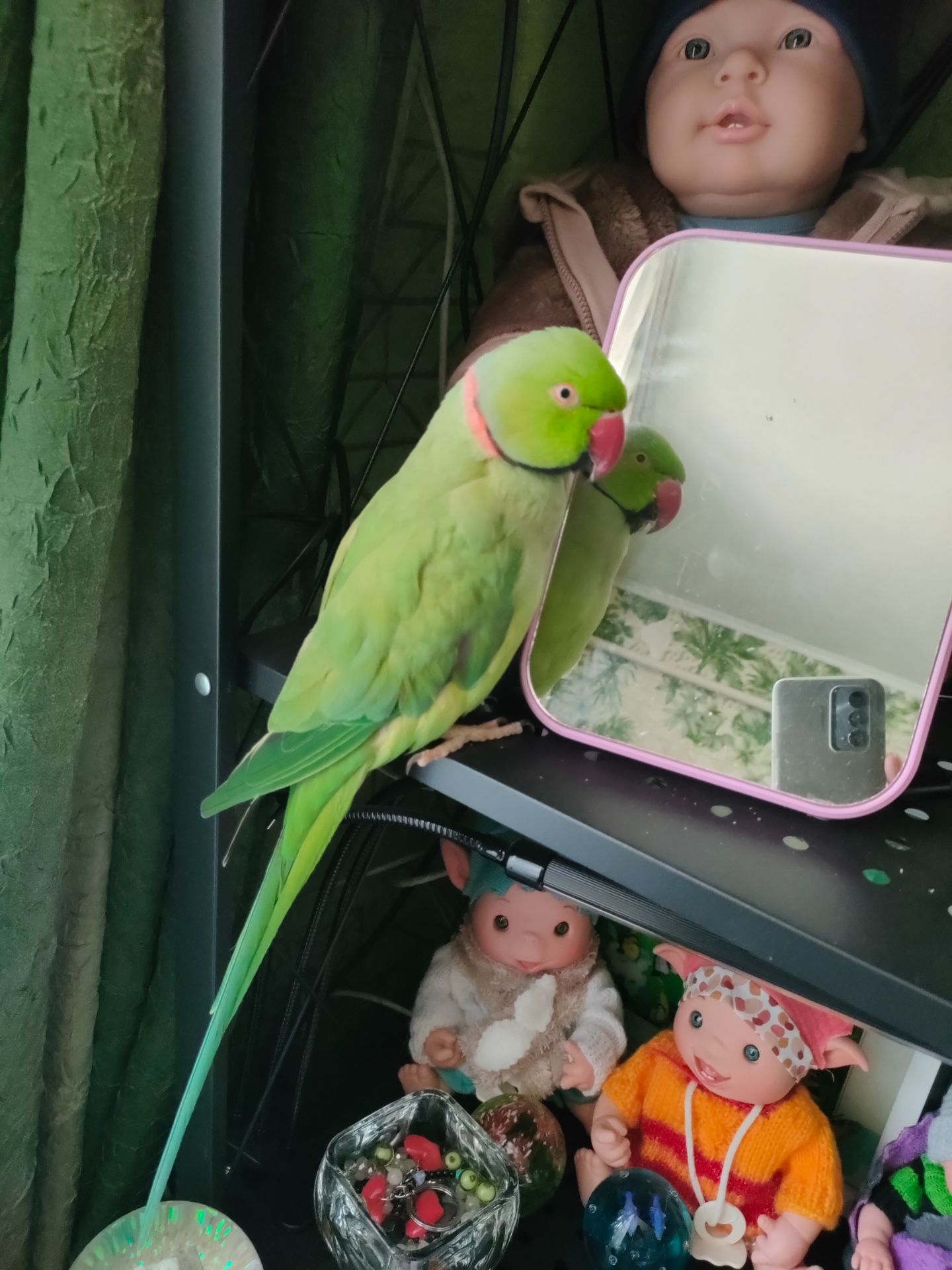 Продам намистового папугу