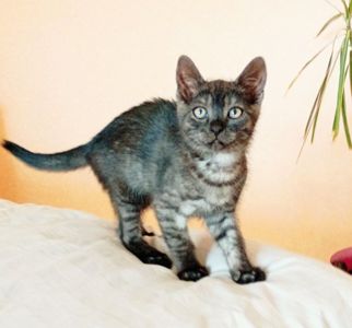 Кошеня Ожинка шукає родину