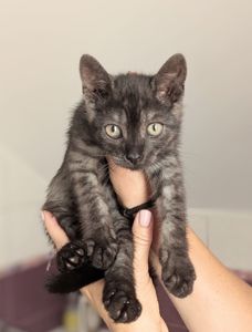 Кошеня Ожинка шукає родину