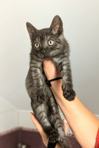 Кошеня Ожинка шукає родину