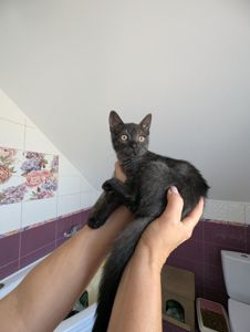 Кошеня Ожинка шукає родину