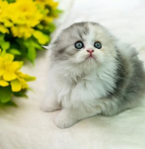 Шотландська красуня