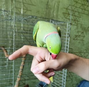 Продам намистового папугу