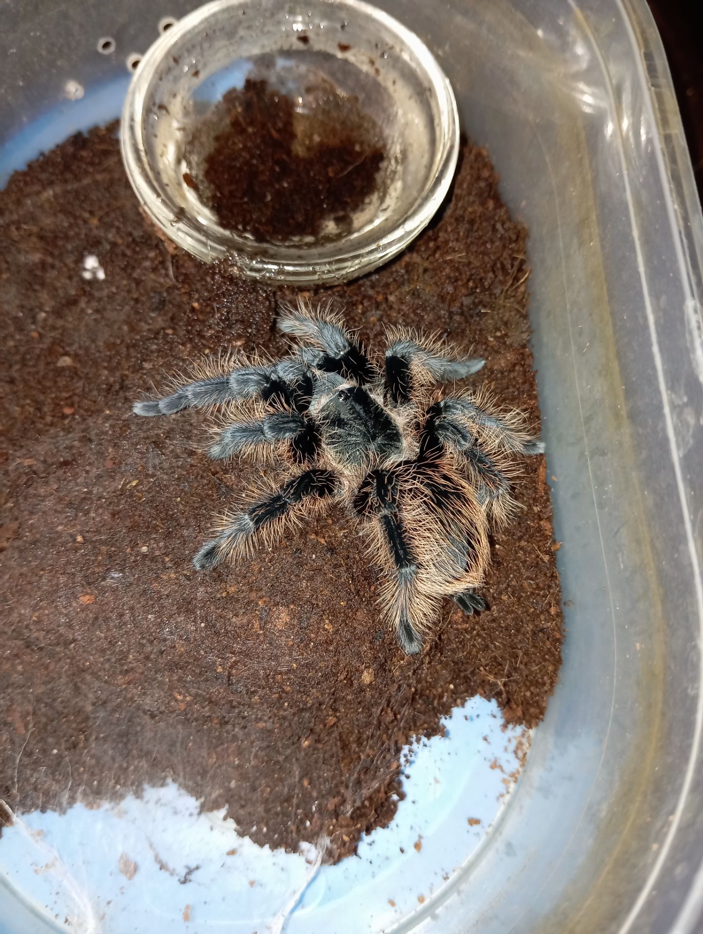 Tliltocatl albopilosus, самка