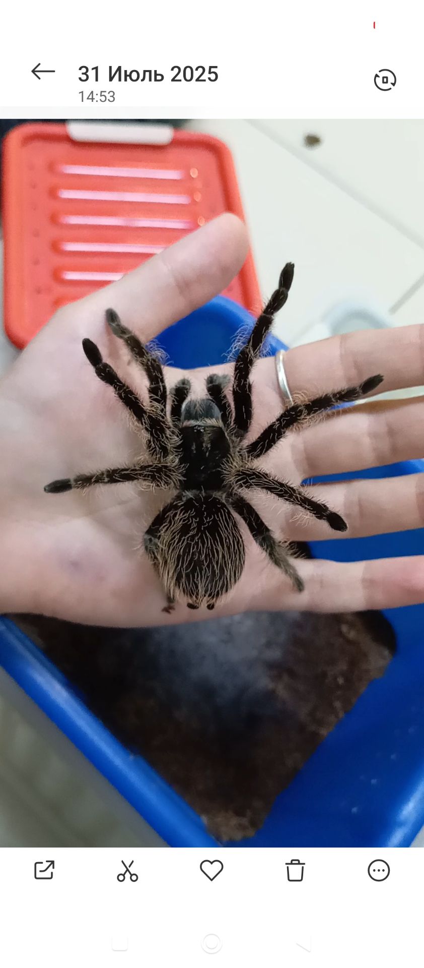 Tliltocatl albopilosus, самка