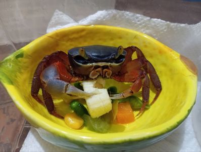 Крабы радужный и банановый