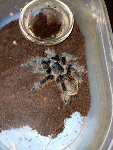 Tliltocatl albopilosus, самка