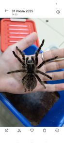 Tliltocatl albopilosus, самка