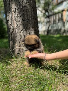 Цуценя Померанського шпіца міні - іграшковий їжачок