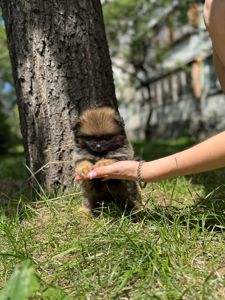 Цуценя Померанського шпіца міні - іграшковий їжачок