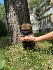 Цуценя Померанського шпіца міні - іграшковий їжачок
