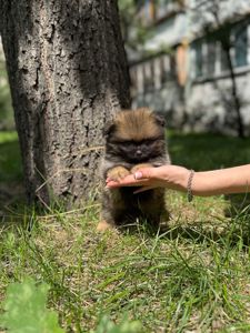 Цуценя Померанського шпіца міні - іграшковий їжачок