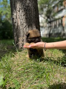 Цуценя Померанського шпіца міні - іграшковий їжачок