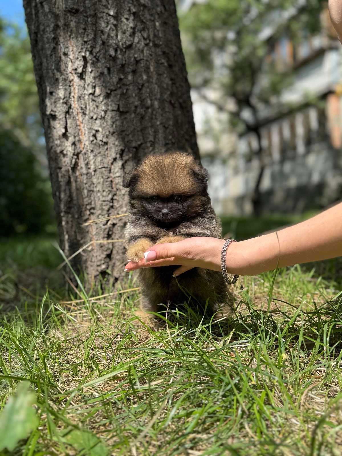 Цуценя Померанського шпіца міні - іграшковий їжачок
