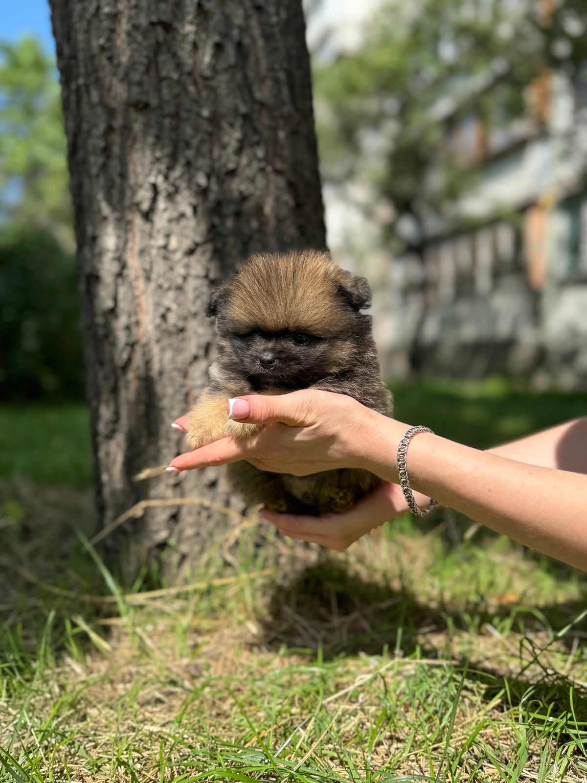 Цуценя Померанського шпіца міні - іграшковий їжачок