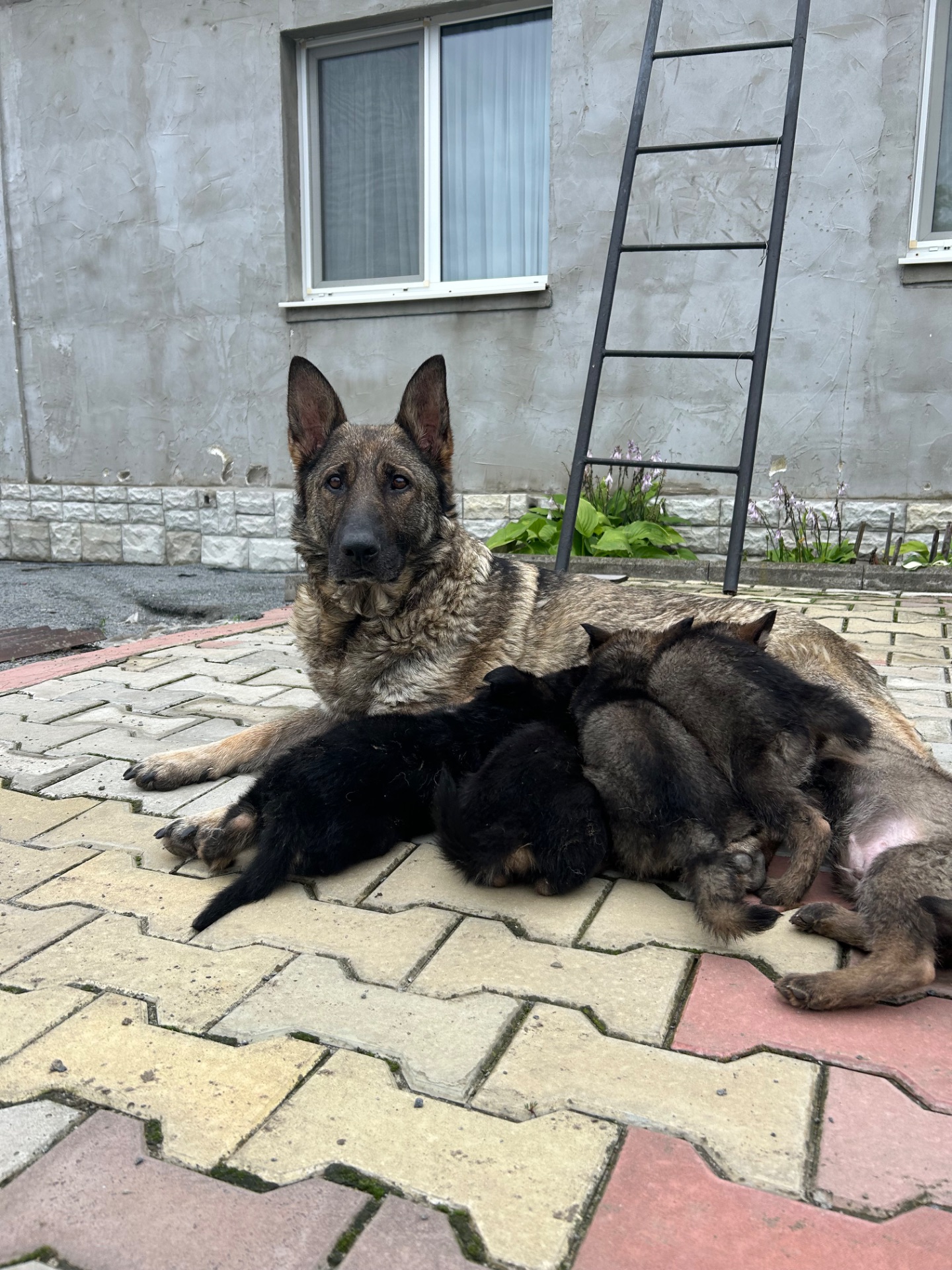 Цуценята німецької вівчарки