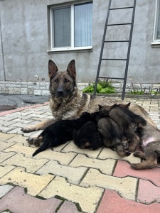 Цуценята німецької вівчарки