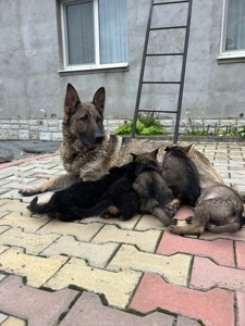 Цуценята німецької вівчарки