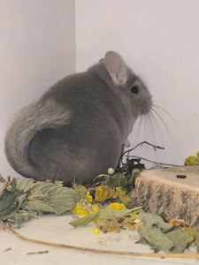 Недорого дівчинка з шикарними формами
