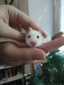 Сирийский хомяк
