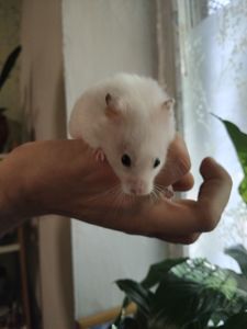 Сирийский хомяк