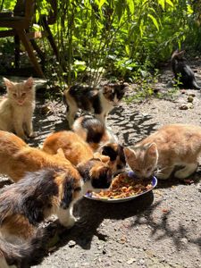 12 кошенят