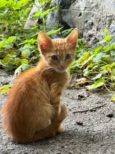 12 кошенят