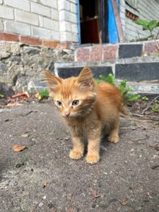12 кошенят