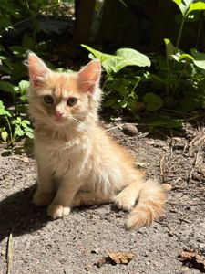 12 кошенят
