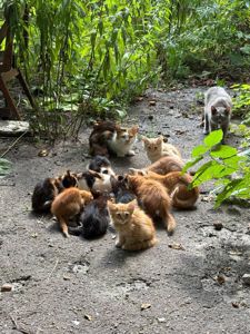 12 кошенят