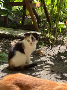 12 кошенят