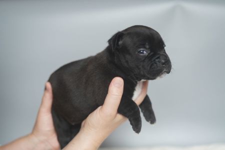 Цуценята дві гарні дівчинки