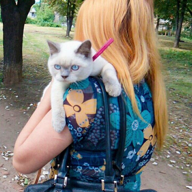Британські кошенята