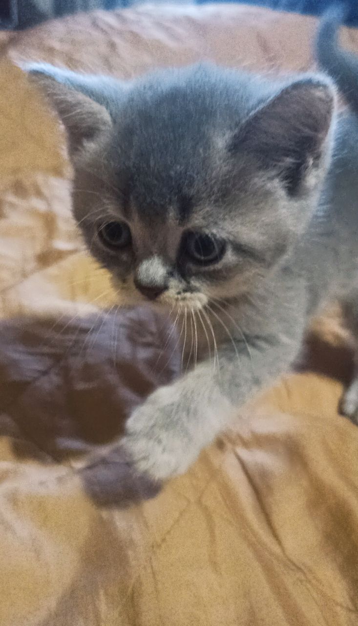 Британські кошенята