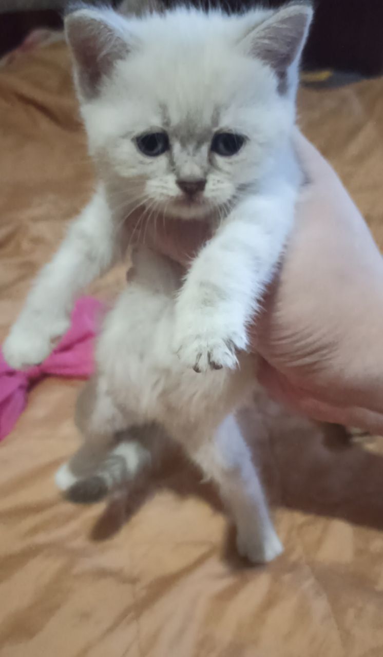 Британські кошенята