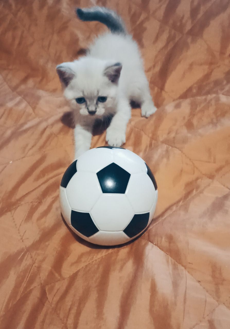 Британські кошенята