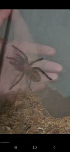 Davus pentaloris