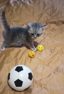 Британські кошенята