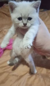 Британські кошенята