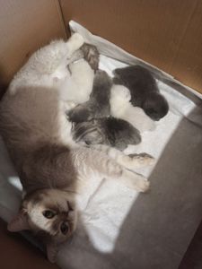 Британські кошенята