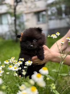 Чорний хлопчик