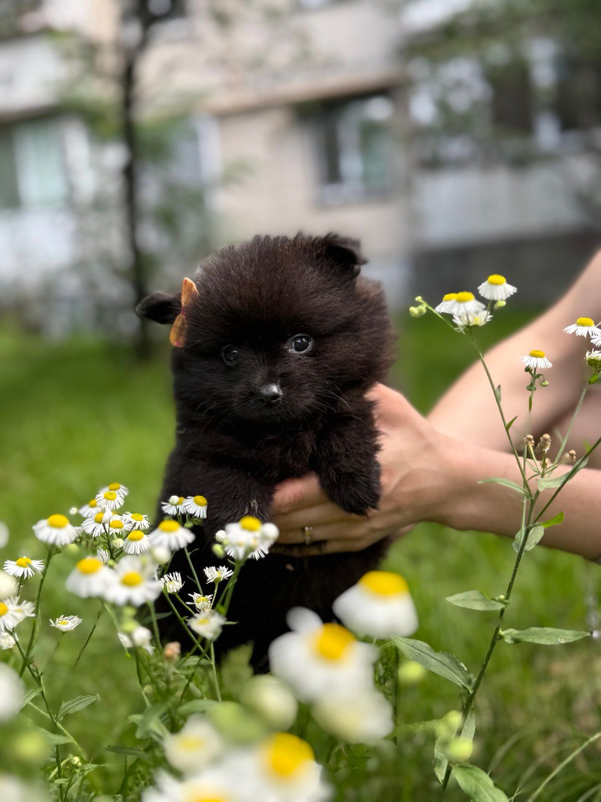 Чорний хлопчик